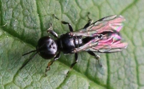 Crossocerus annulipes